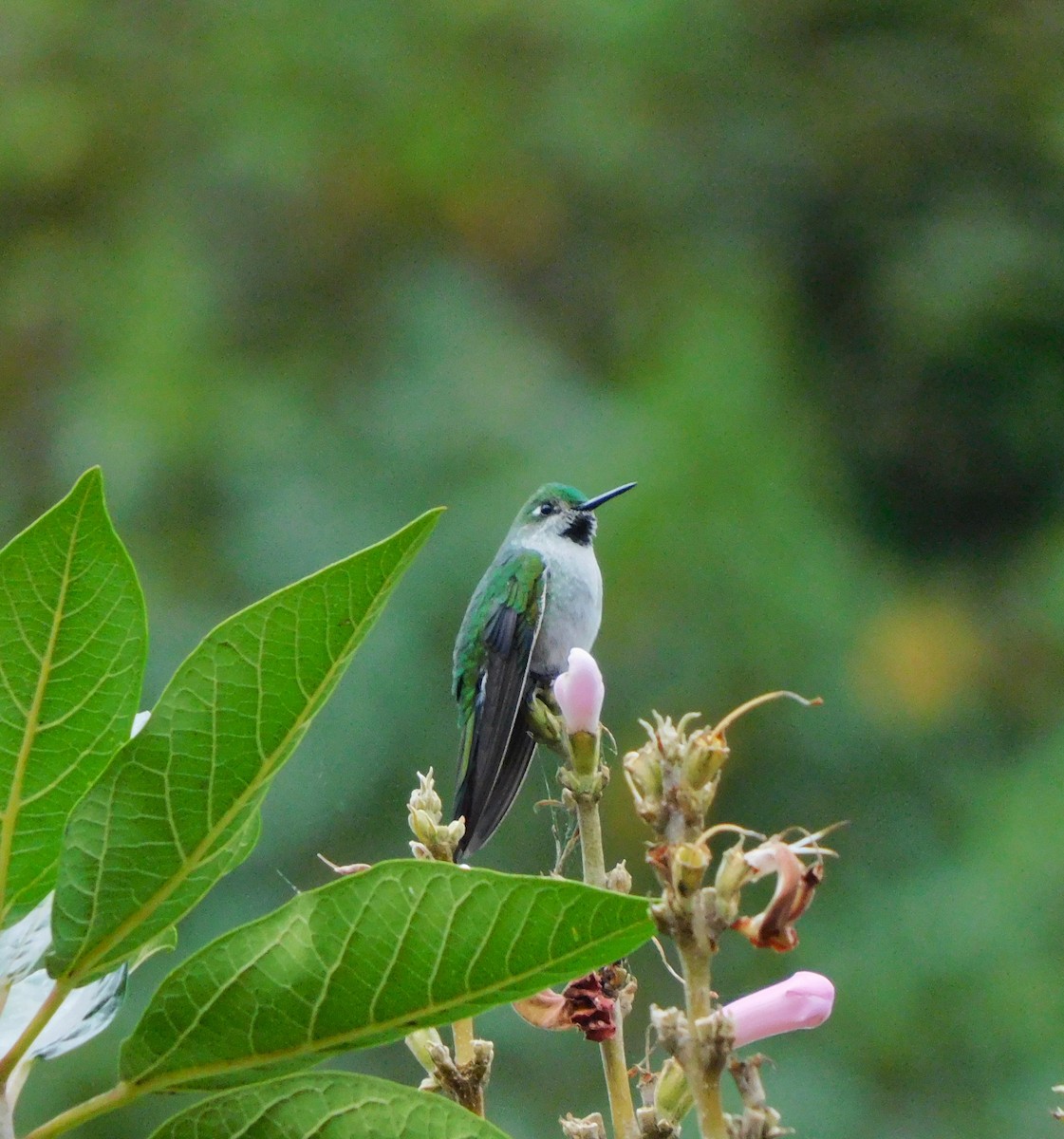 Gray-bellied Comet - Jesús Cieza www.southbirdingperu.com