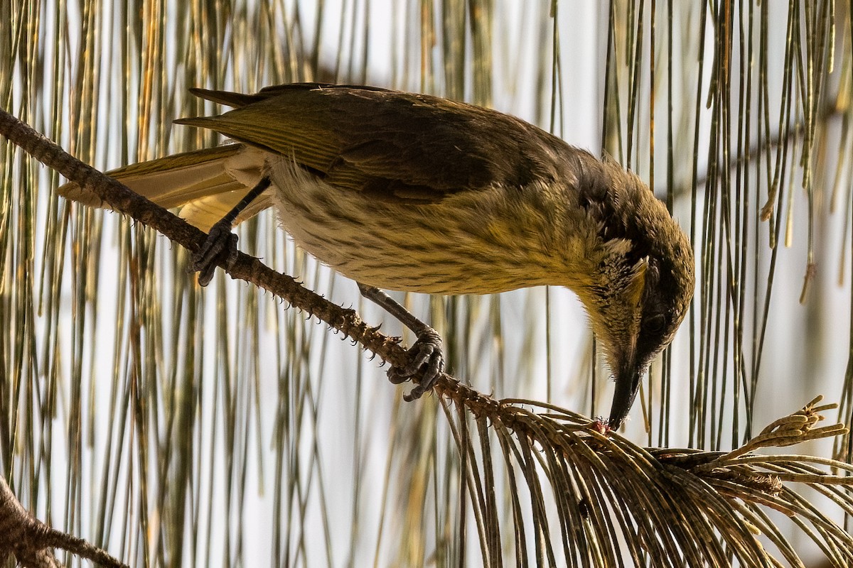 Varied Honeyeater - Steve Potter