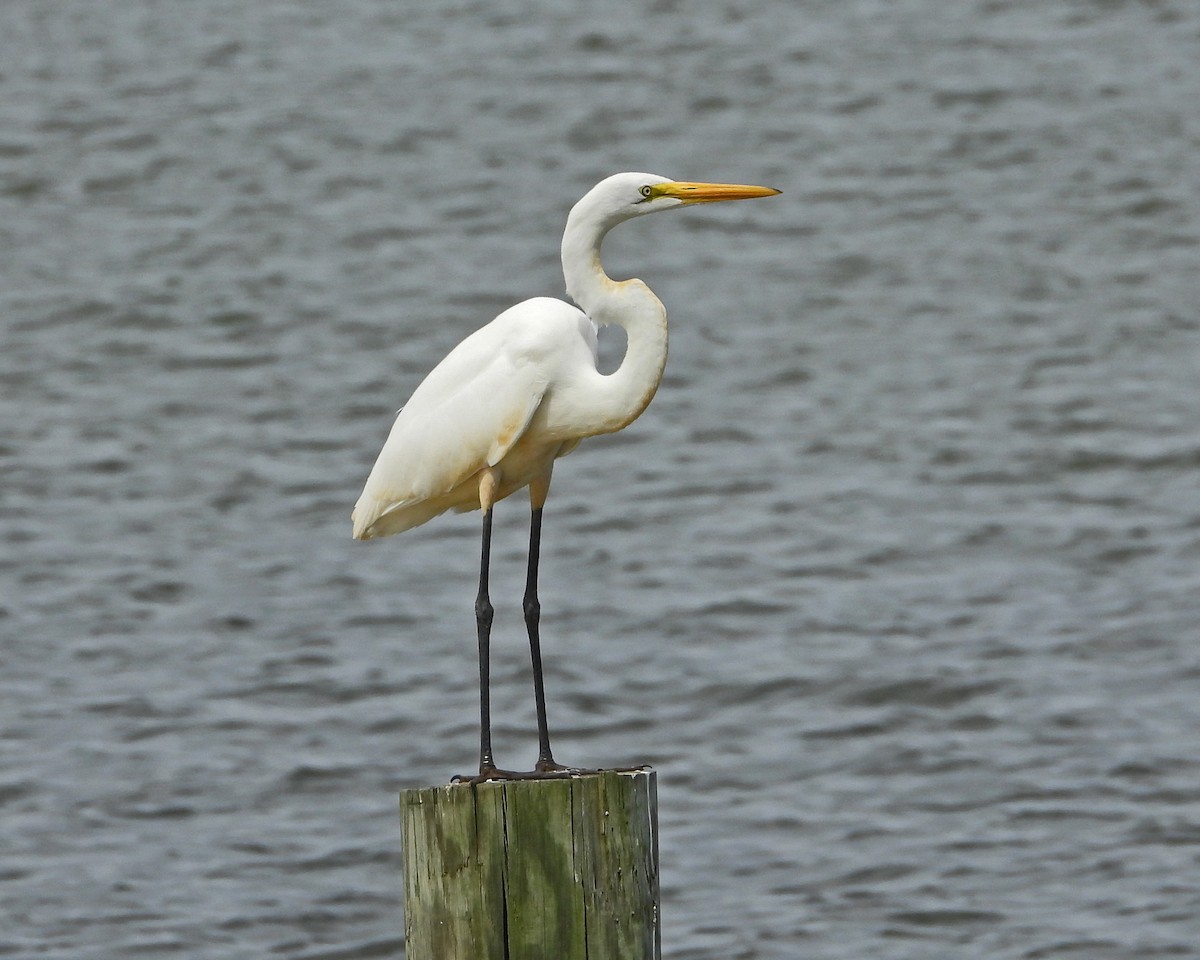 Great Egret - ML621861721