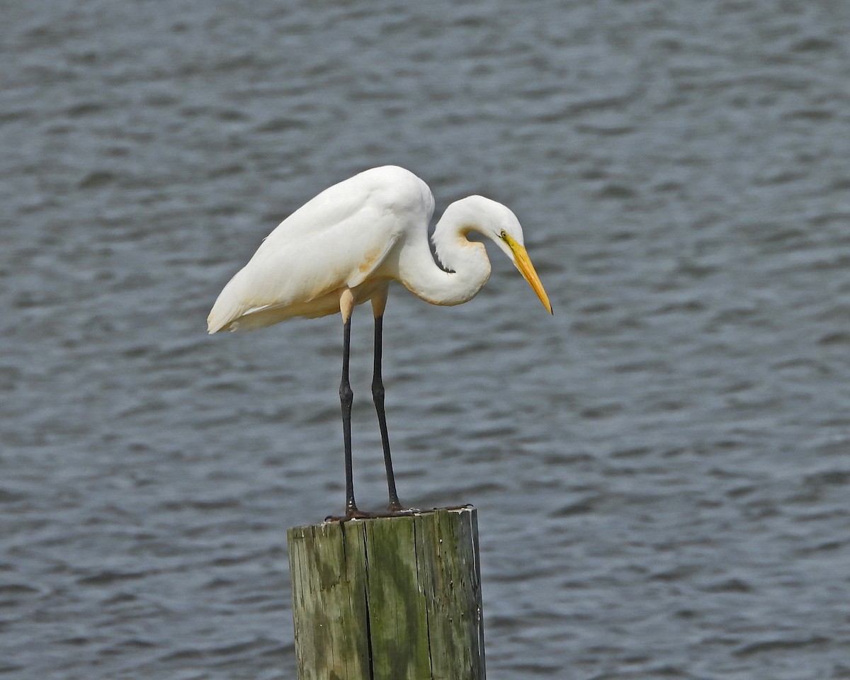 Great Egret - ML621861775