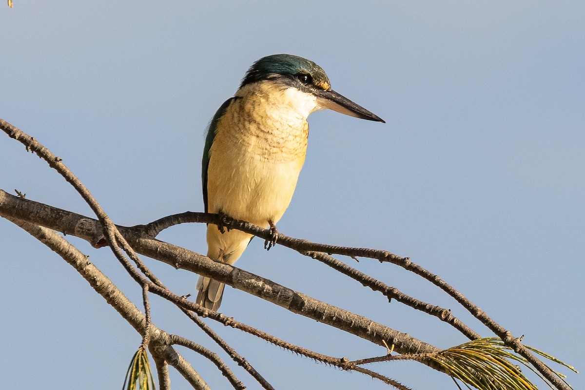 Sacred Kingfisher - ML621861777