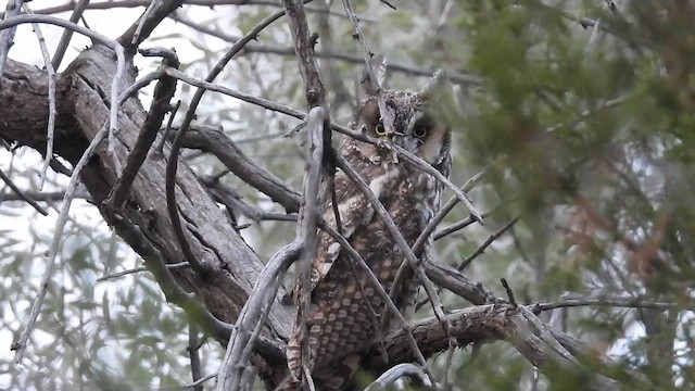 Long-eared Owl - ML621861781