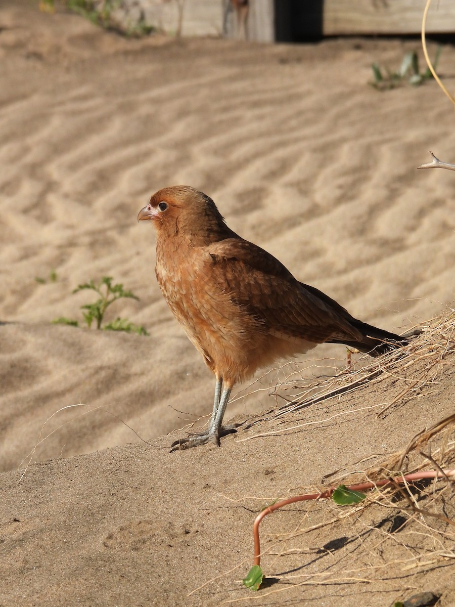 Caracara chimango - ML621861799