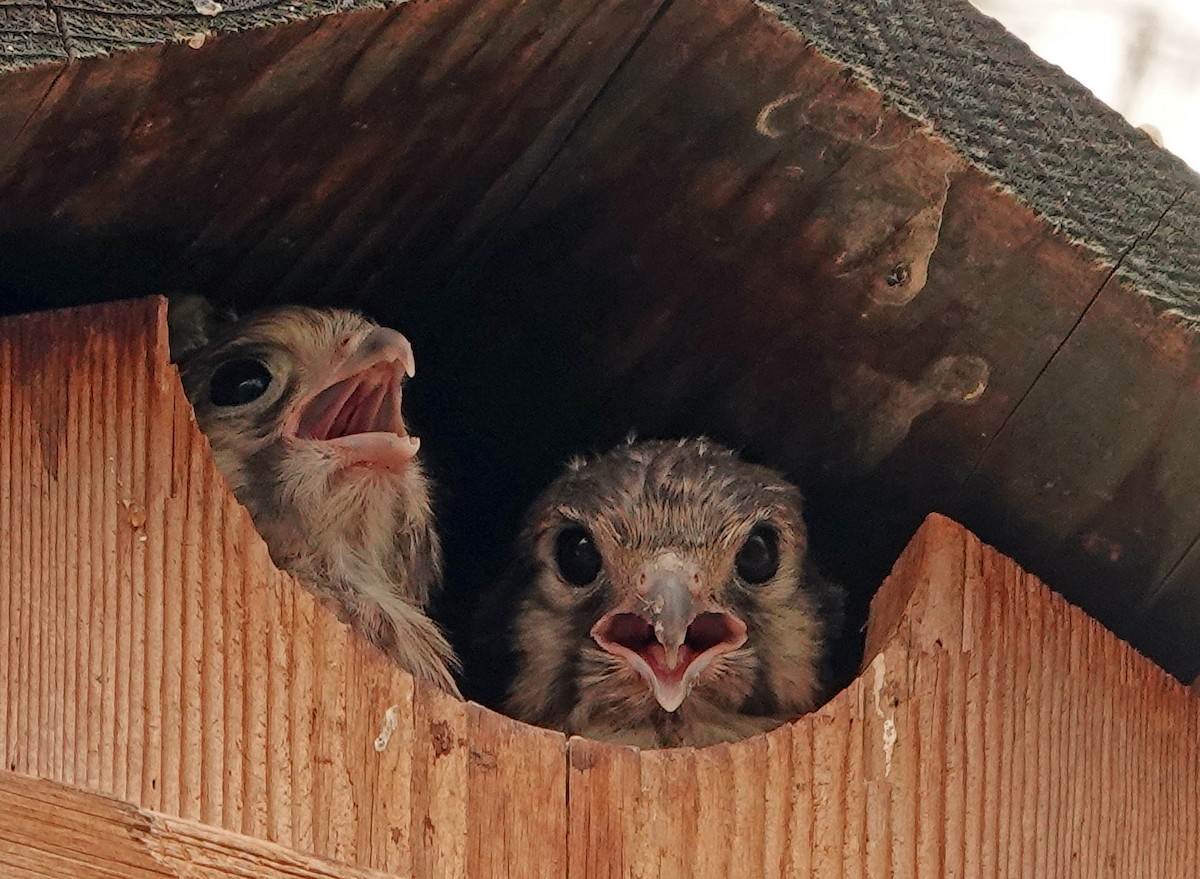 American Kestrel - ML621861801