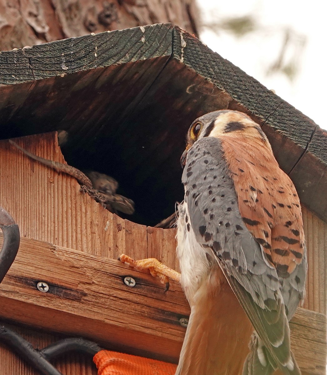 American Kestrel - Diane Drobka