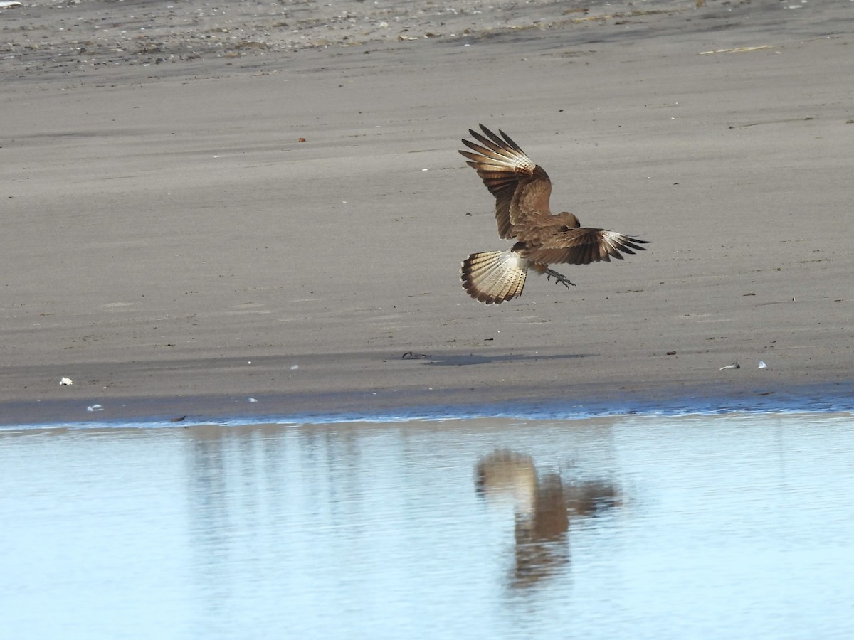 Caracara chimango - ML621861813