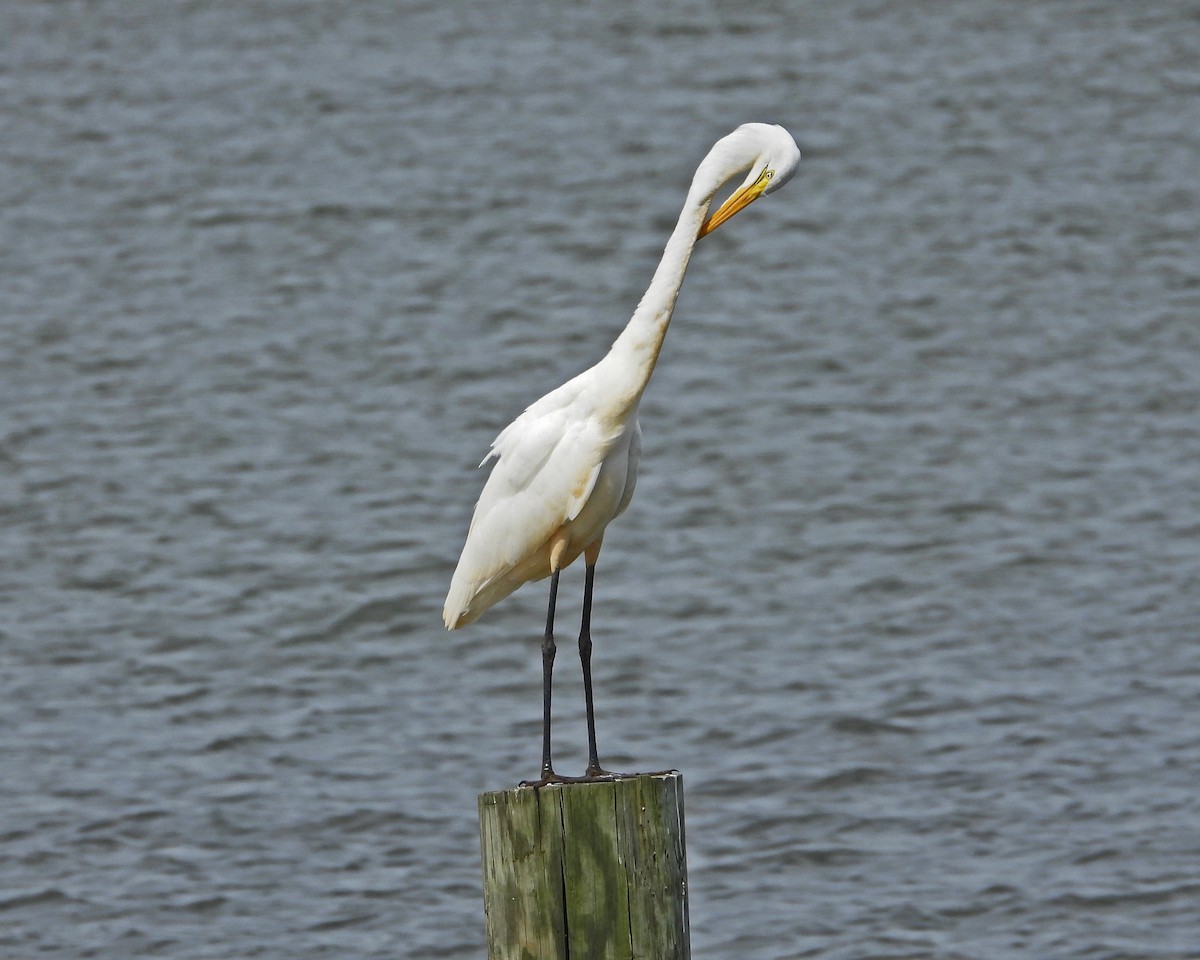 Great Egret - ML621861821