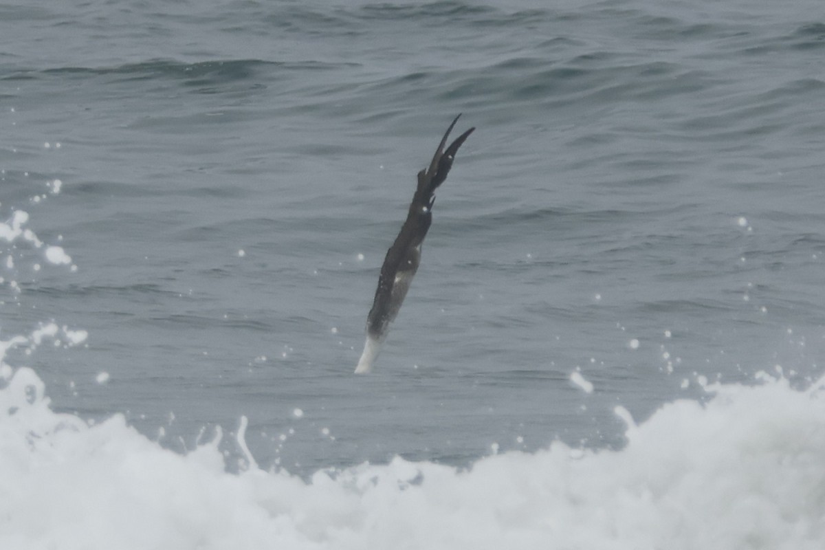 Peruvian Booby - ML621861836