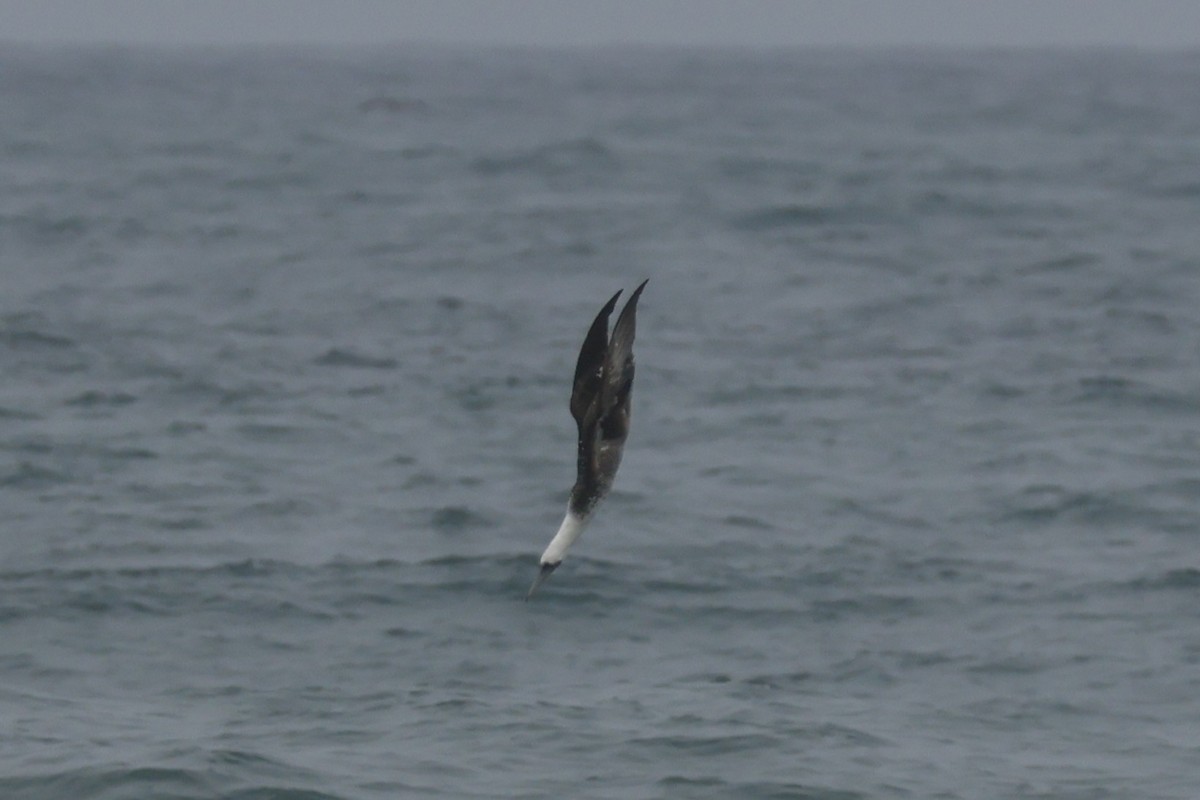 Peruvian Booby - ML621861837