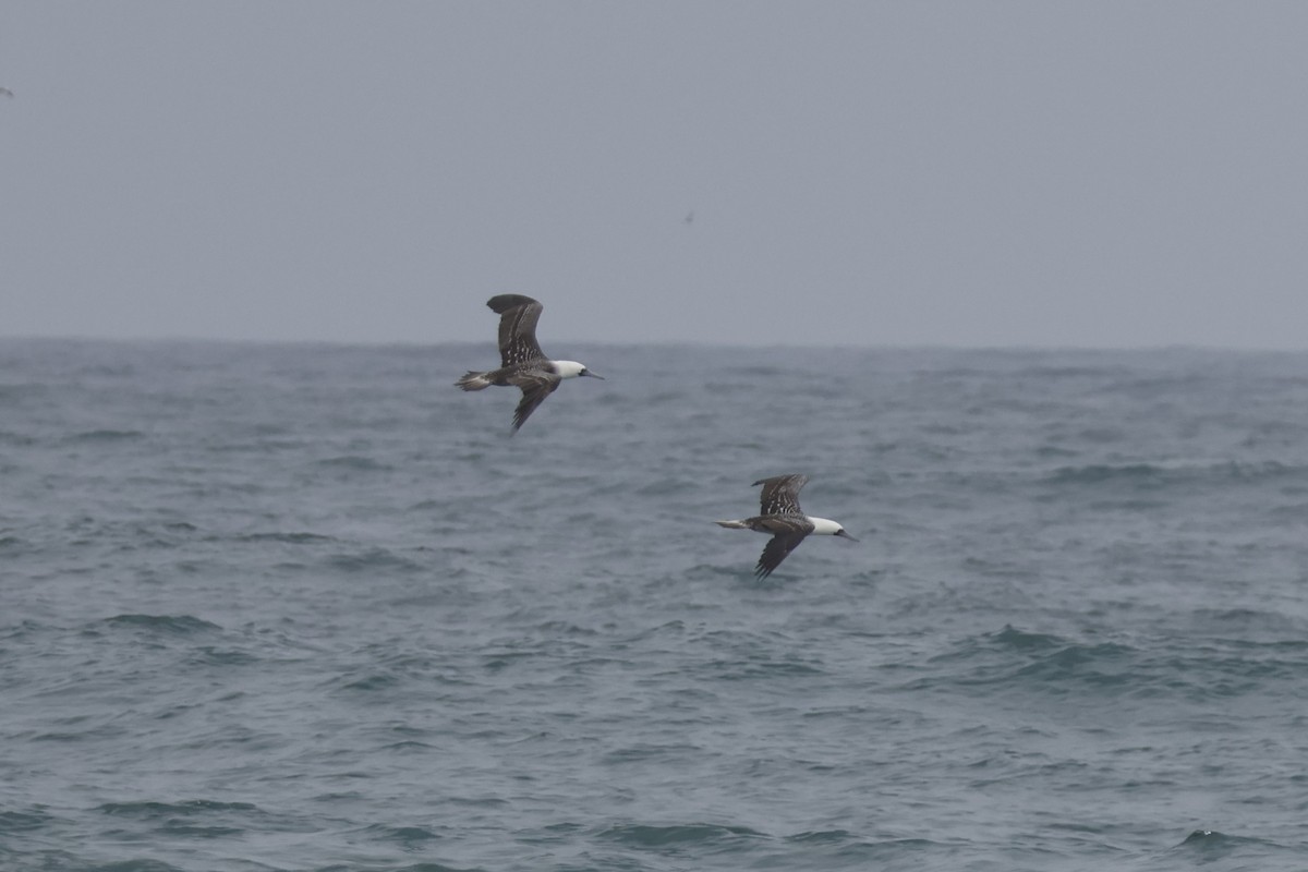 Peruvian Booby - ML621861838