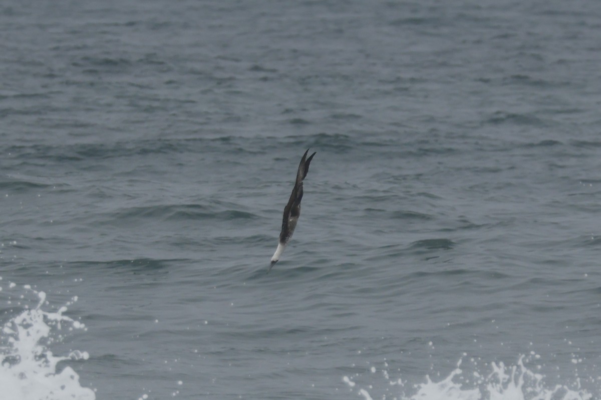 Peruvian Booby - ML621861840