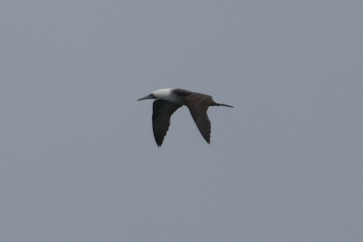 Peruvian Booby - ML621861841