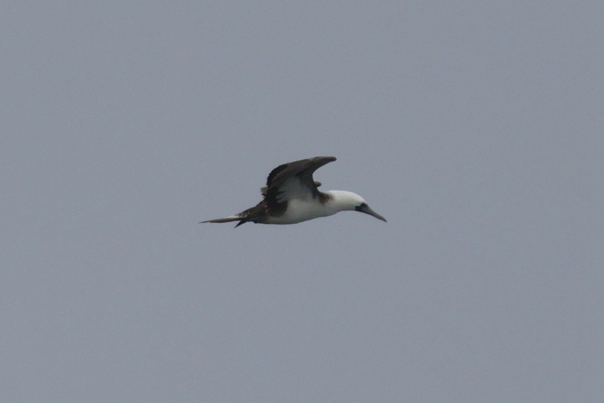 Peruvian Booby - ML621861842