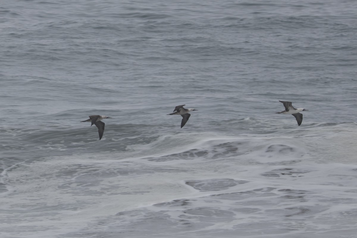 Peruvian Booby - ML621861843