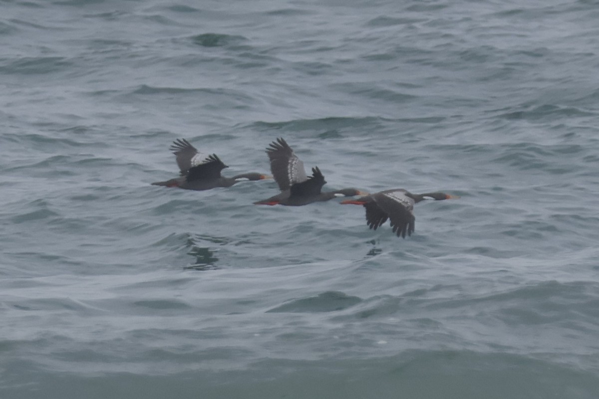 Red-legged Cormorant - ML621861845