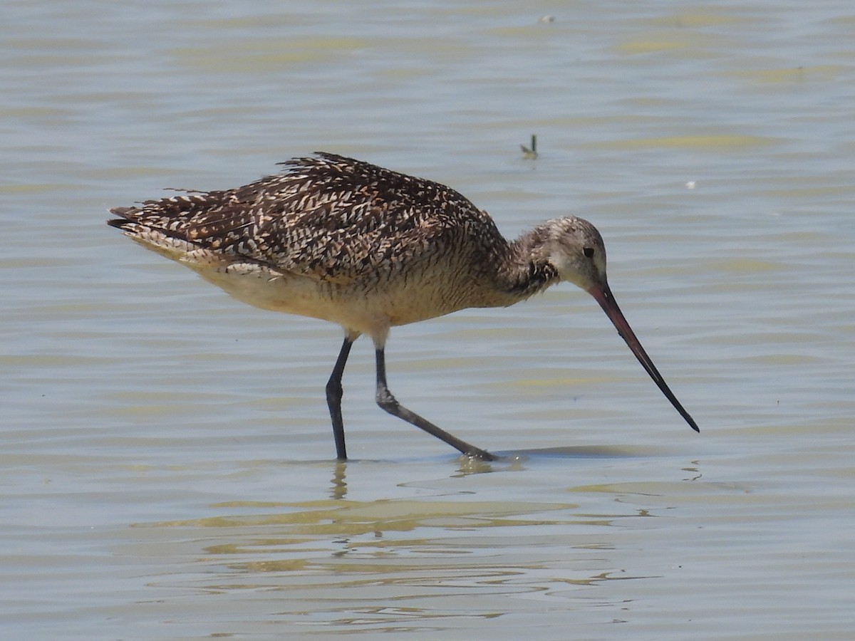 Marbled Godwit - ML621861911