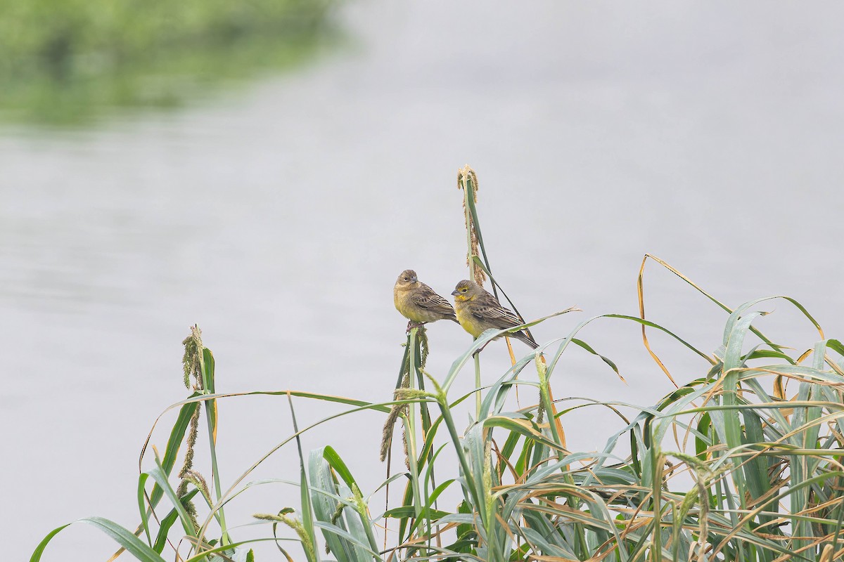 Grassland Yellow-Finch - ML621861914