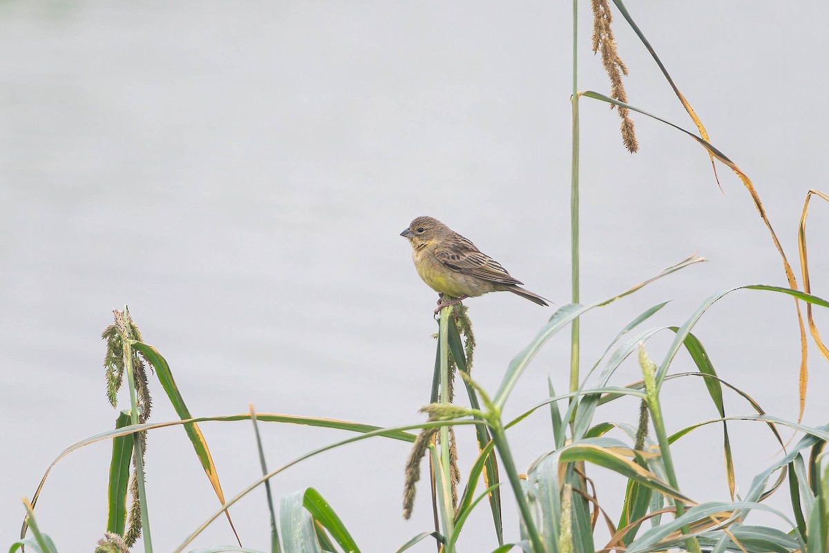 Grassland Yellow-Finch - ML621861916