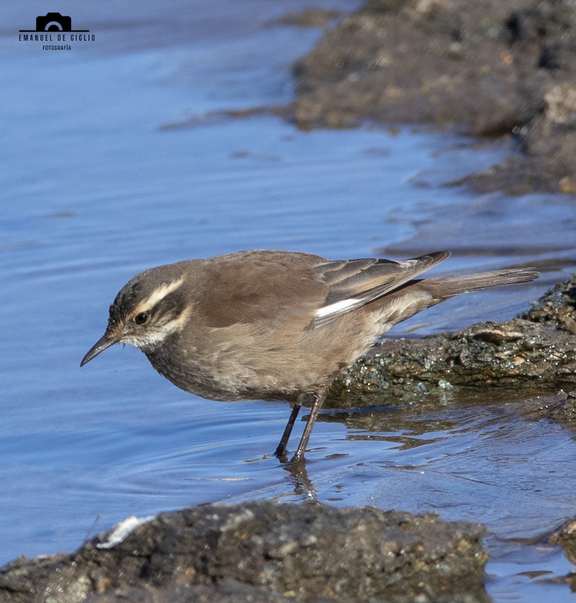 Olrog's Cinclodes - ML621861988