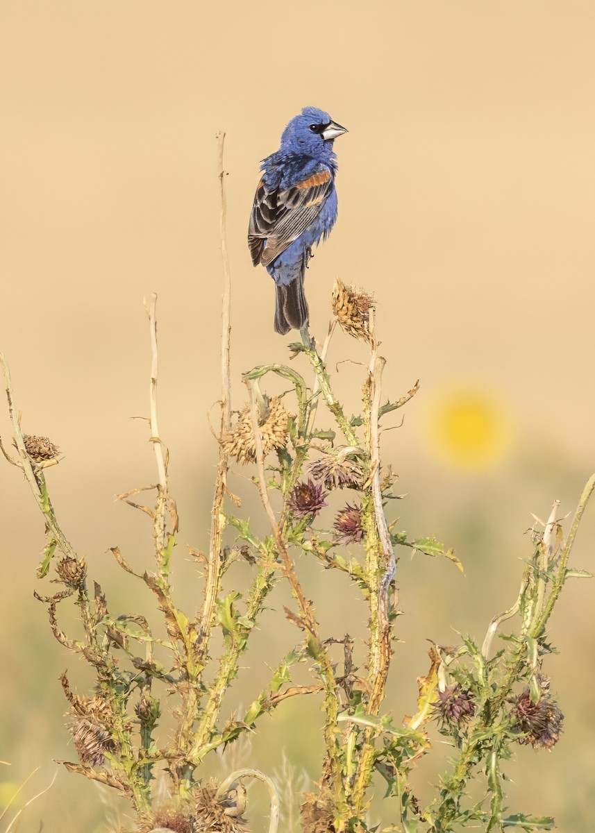 Blue Grosbeak - ML621862001