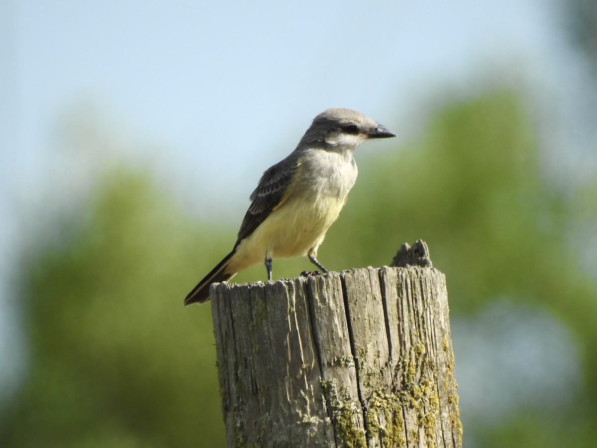 eBird Checklist 25 Jul 2024 Sauvie IslandOak Island (Multnomah Co
