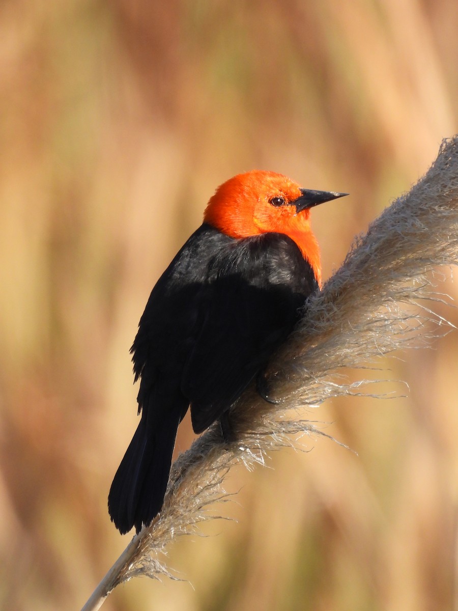 Scarlet-headed Blackbird - Maria Lujan Solis