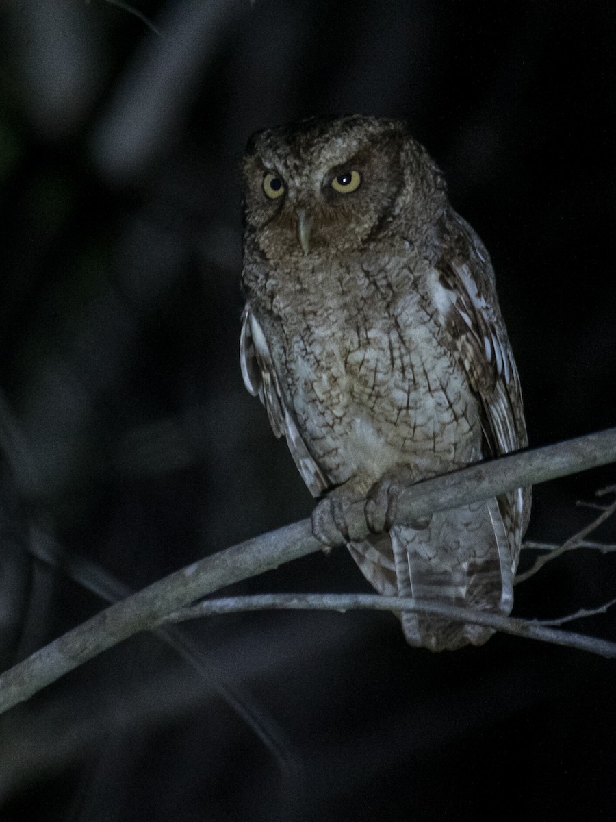 Middle American Screech-Owl (Middle American) - ML621862019