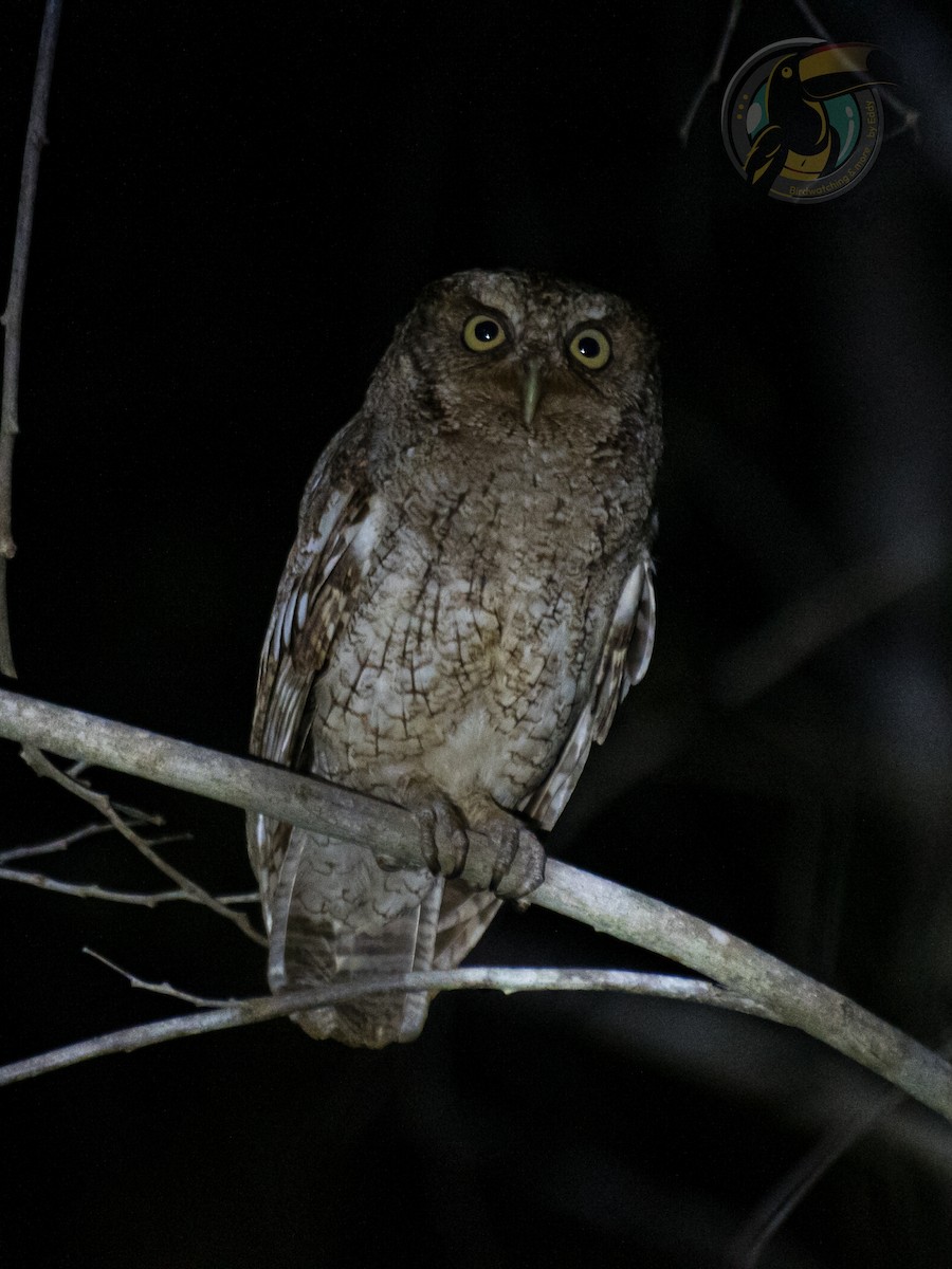 Middle American Screech-Owl (Middle American) - ML621862020