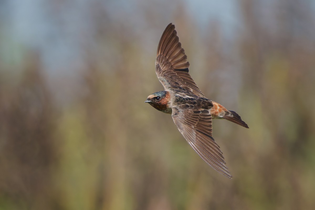 Cliff Swallow - ML621862078