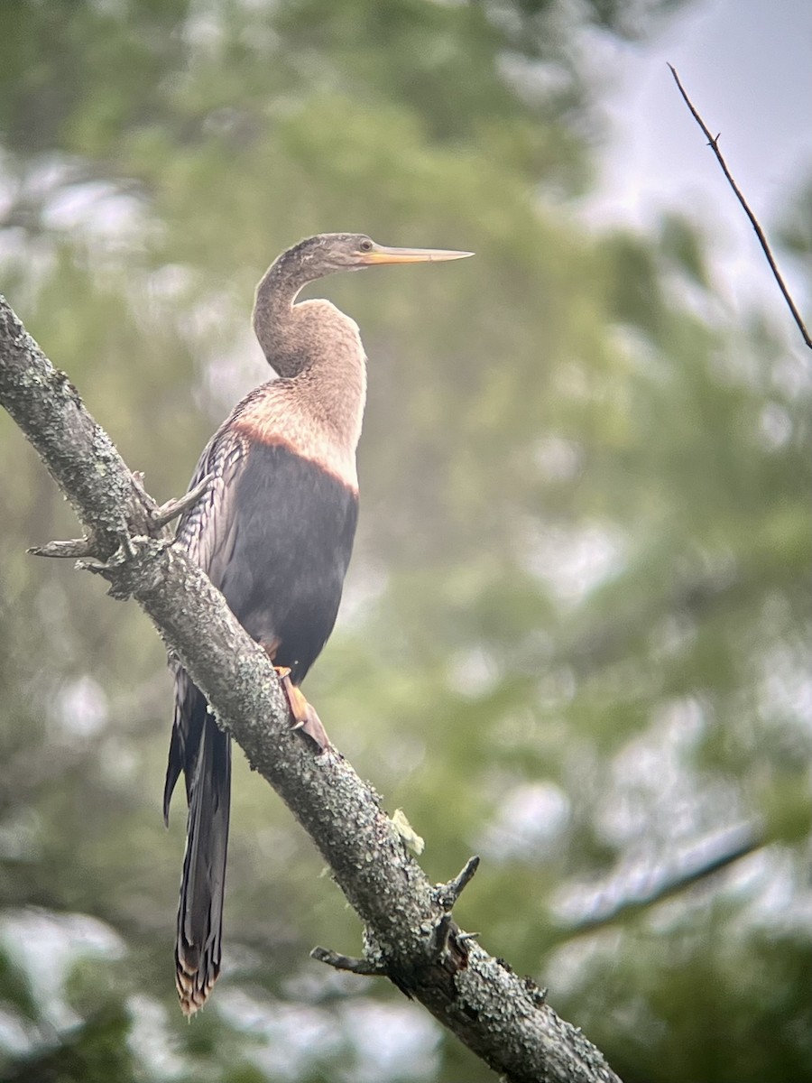 Amerika-Schlangenhalsvogel - ML621862085