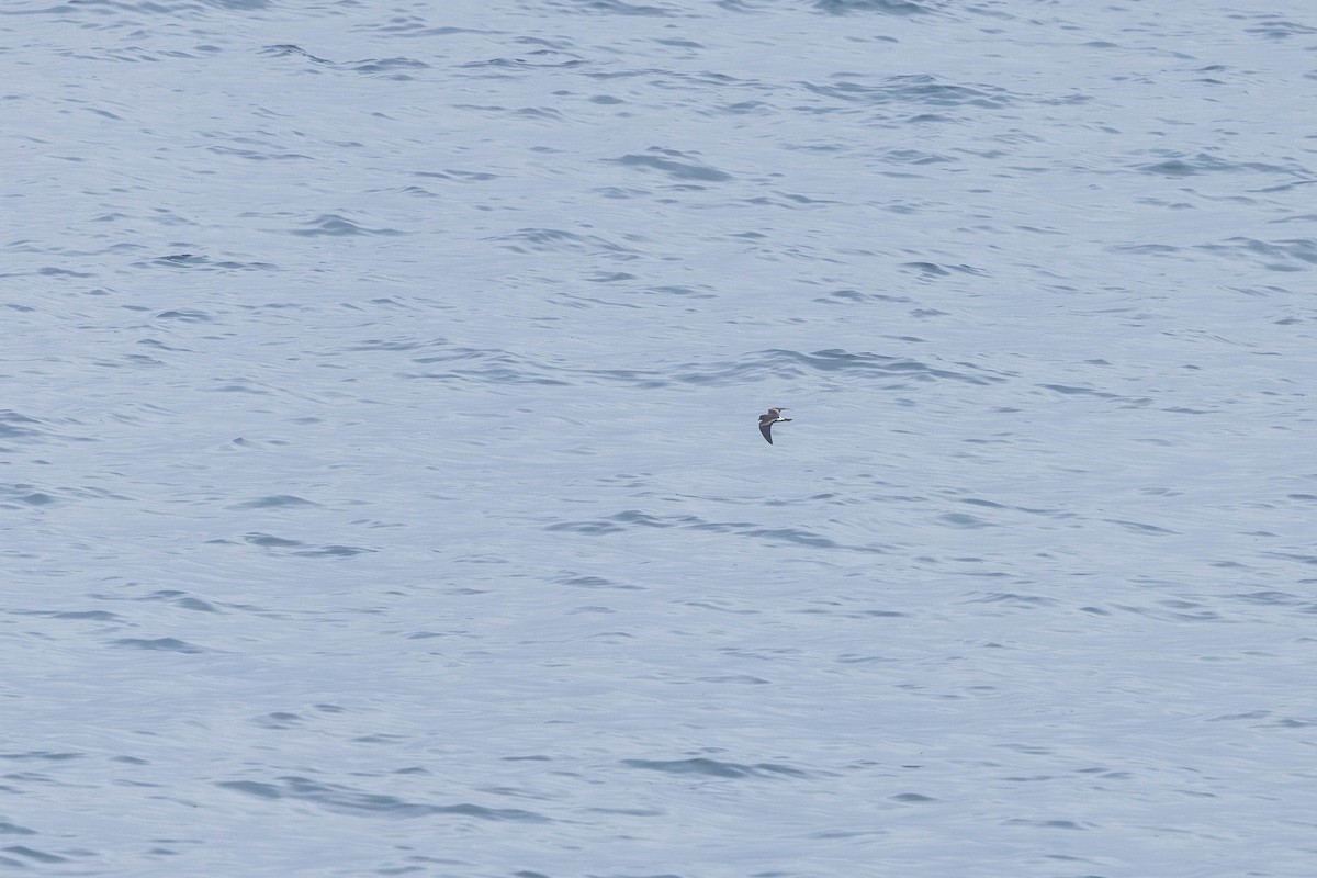 Leach's Storm-Petrel - ML621862139