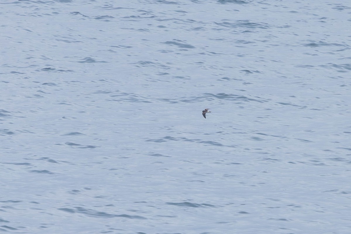 Leach's Storm-Petrel - ML621862139