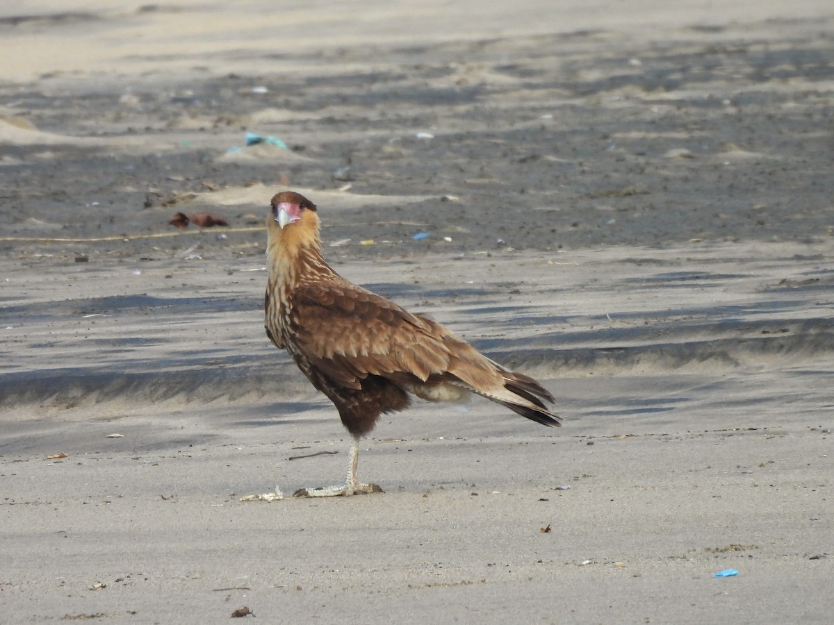 Crested Caracara - Maria Lujan Solis