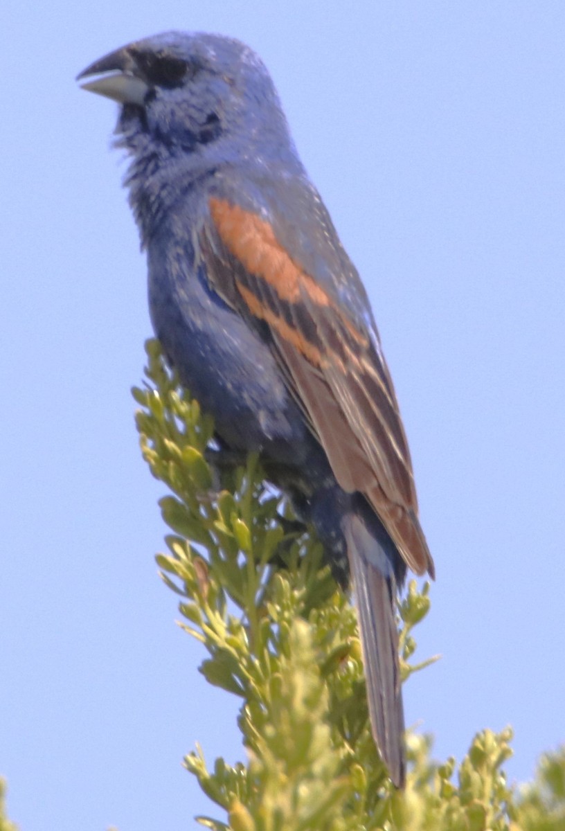 Blue Grosbeak - ML621862194