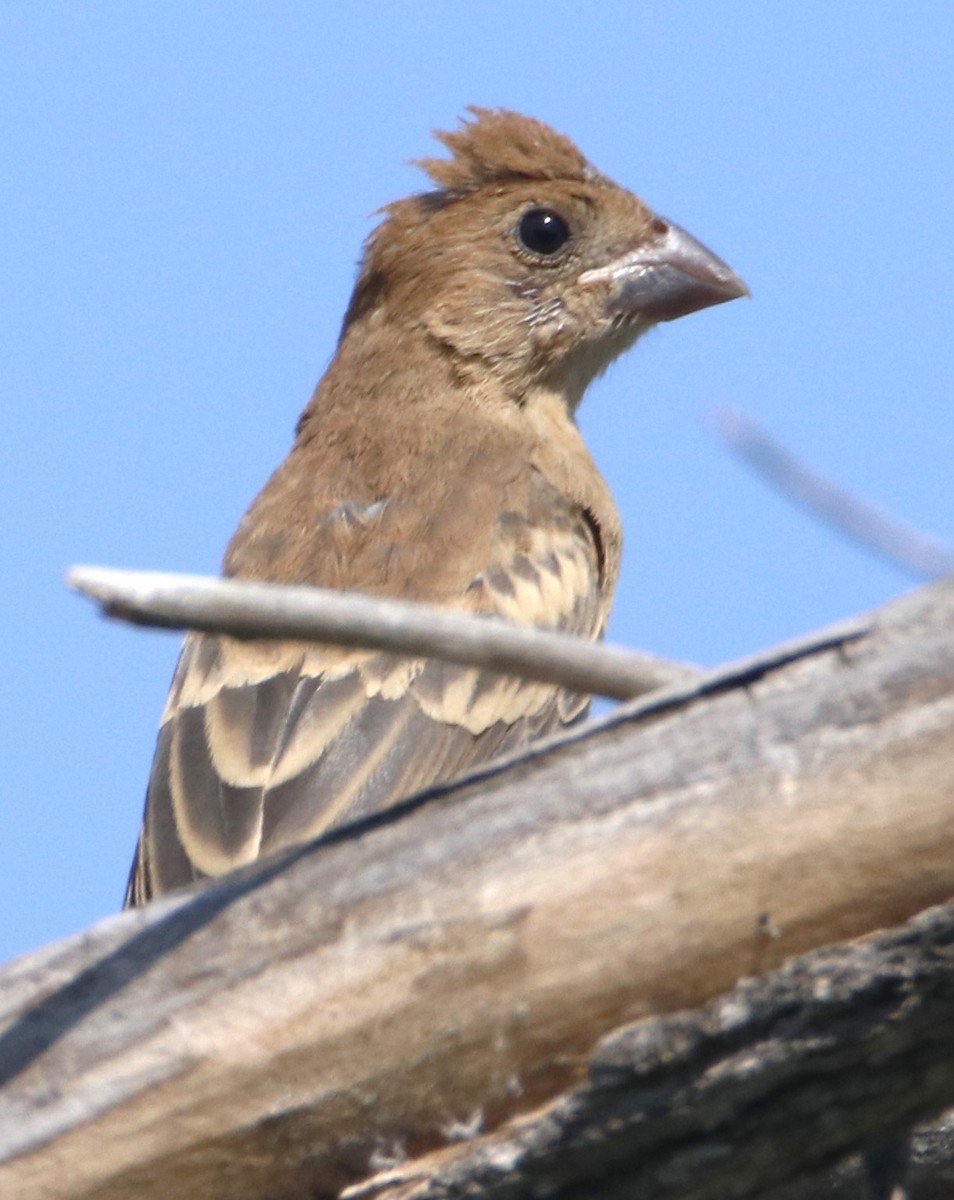 Blue Grosbeak - ML621862195