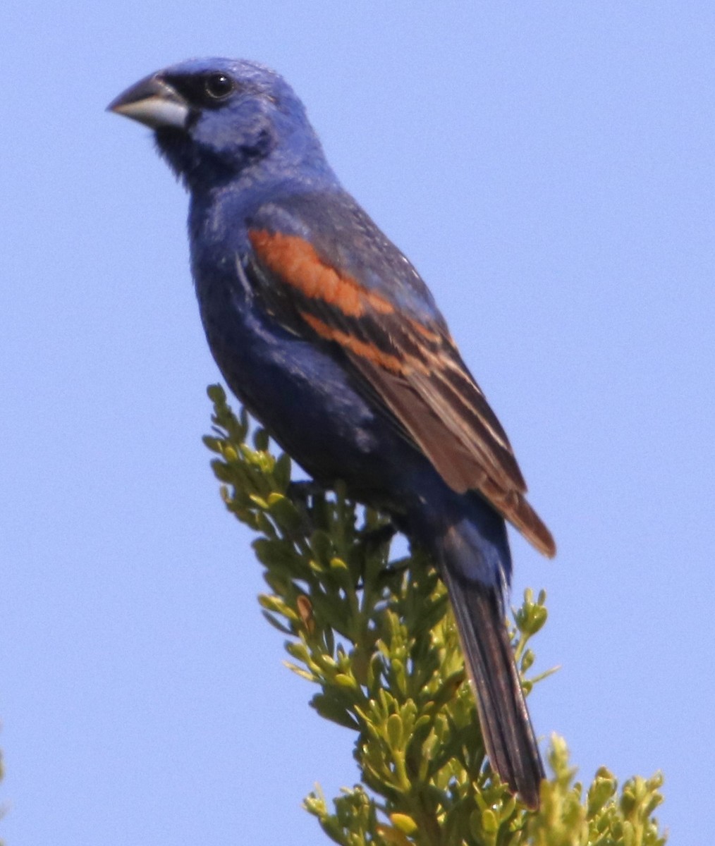 Blue Grosbeak - ML621862197