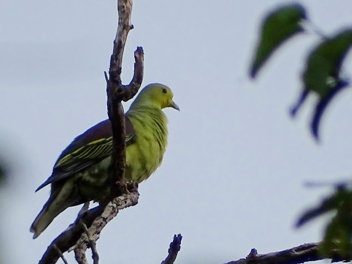 Sri Lanka Green-Pigeon - ML621862198