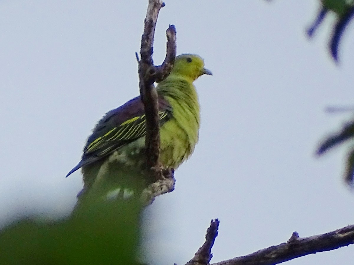 Sri Lanka Green-Pigeon - ML621862199