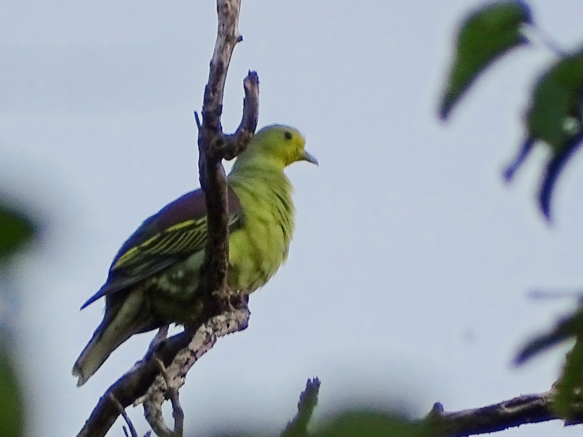 Sri Lanka Green-Pigeon - ML621862200