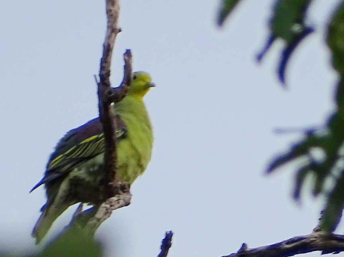 Sri Lanka Green-Pigeon - ML621862201