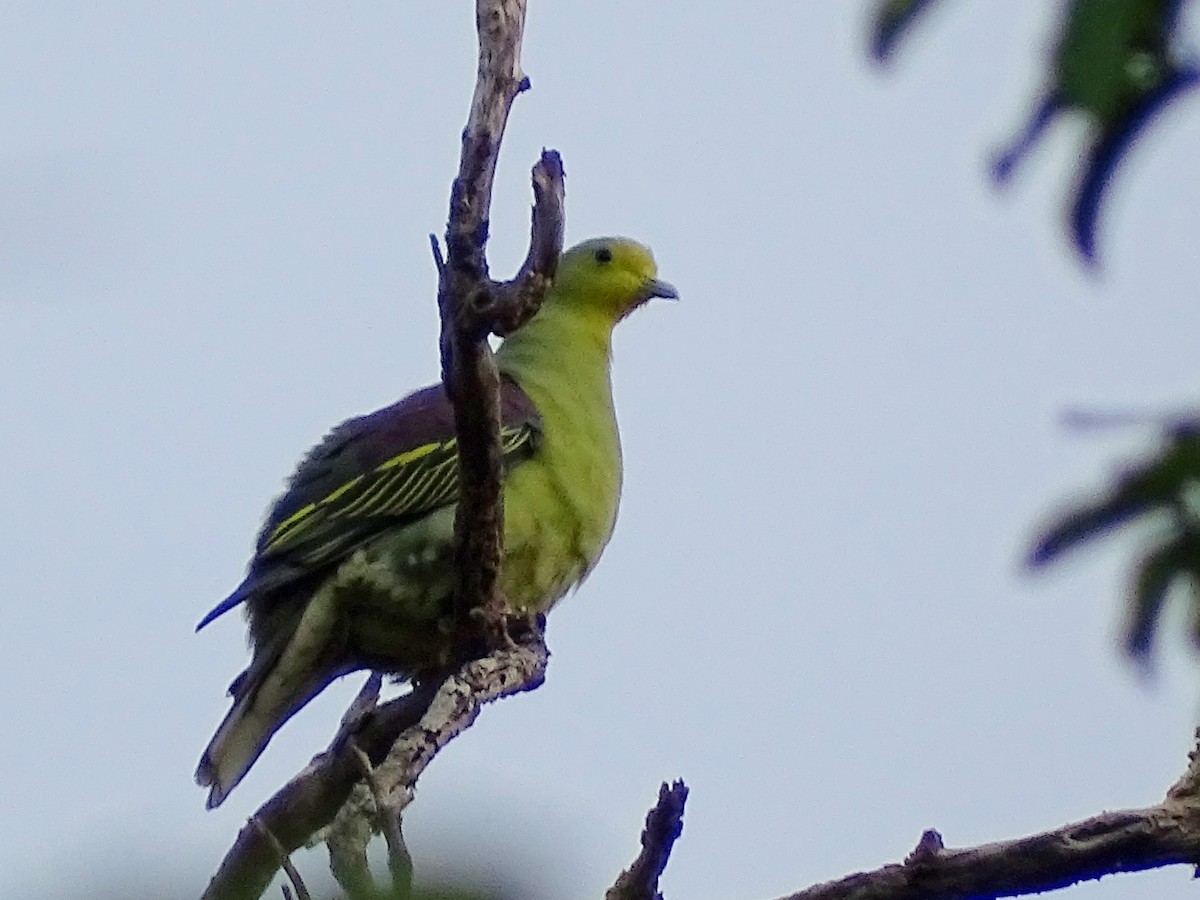 Sri Lanka Green-Pigeon - ML621862202