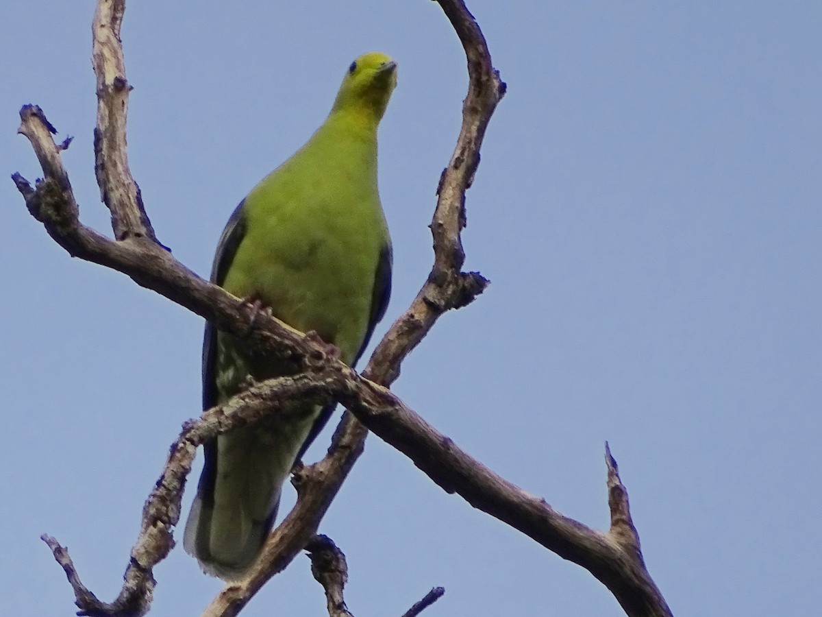 Sri Lanka Green-Pigeon - ML621862203