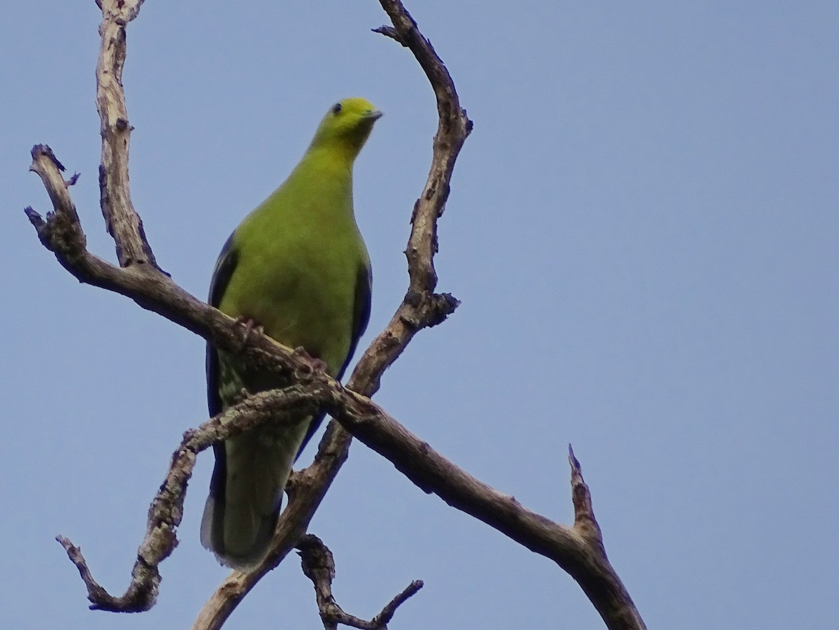 Sri Lanka Green-Pigeon - ML621862204