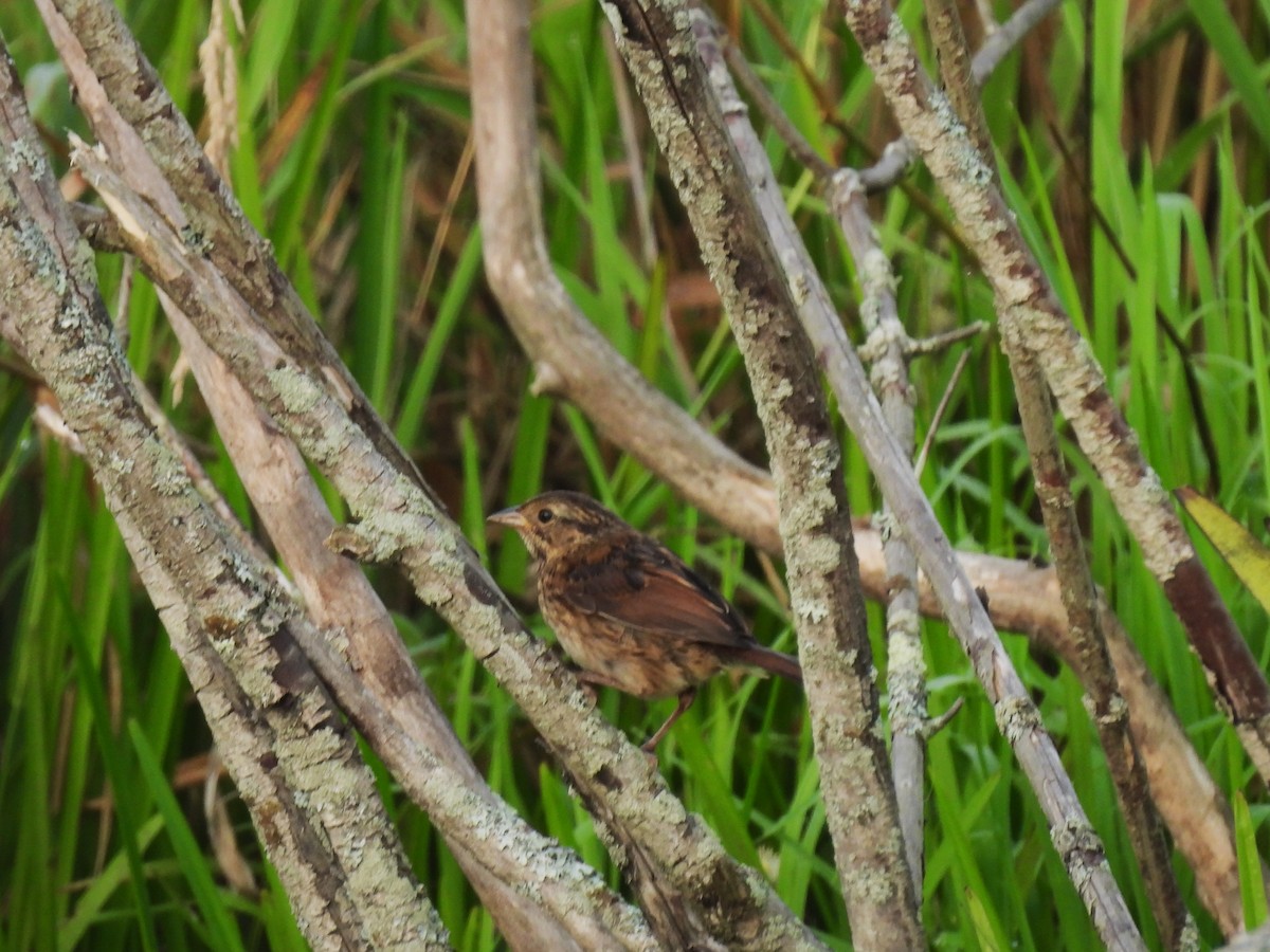 Swamp Sparrow - ML621862215