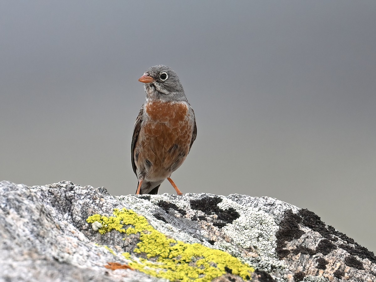 Gray-necked Bunting - ML621862244