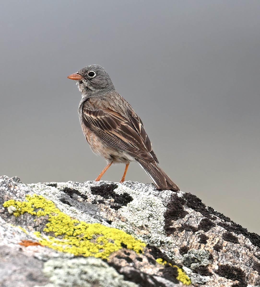 Gray-necked Bunting - ML621862245