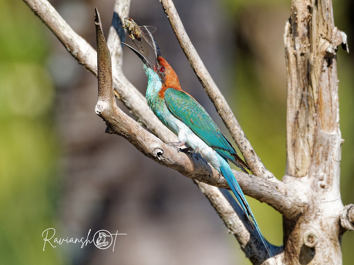 Rufous-crowned Bee-eater - ML621862258