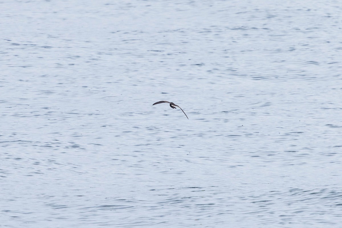 Leach's Storm-Petrel - ML621862264