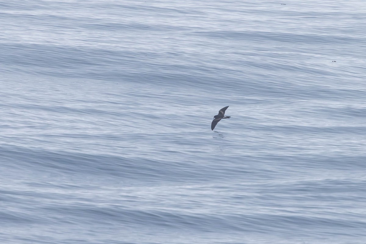 Leach's Storm-Petrel - ML621862267