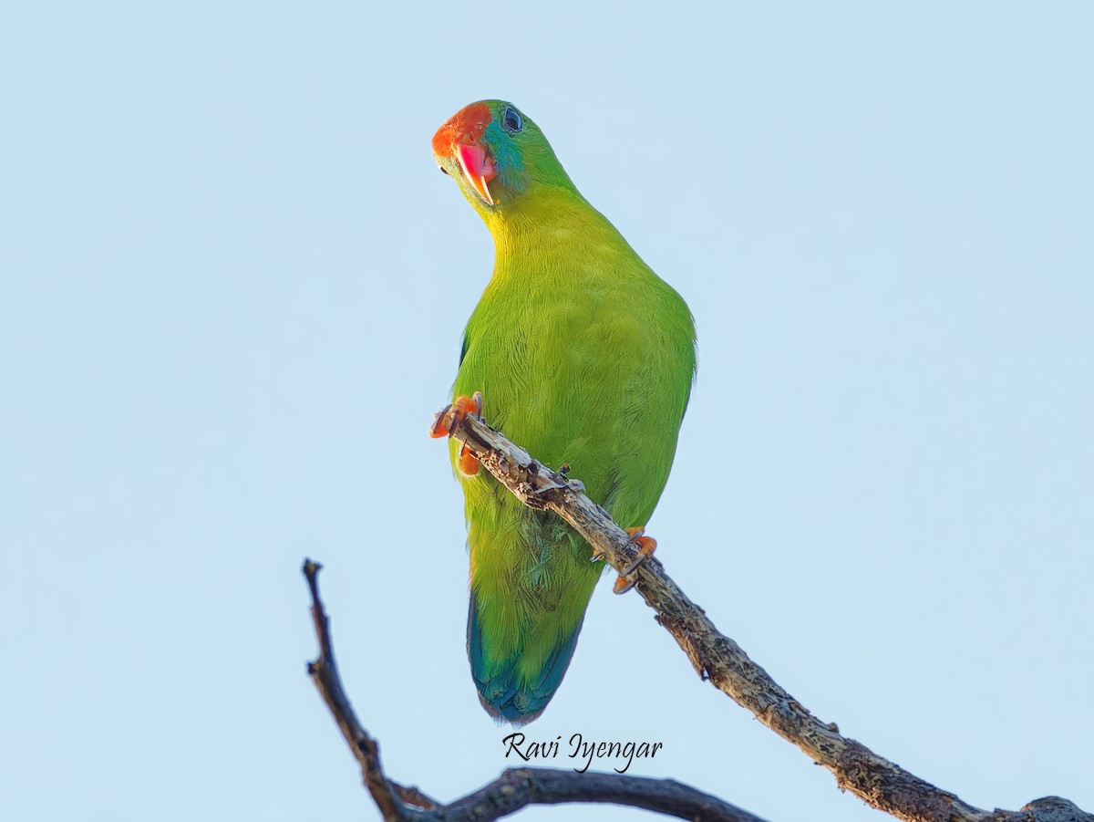 Philippine Hanging-Parrot - ML621862274